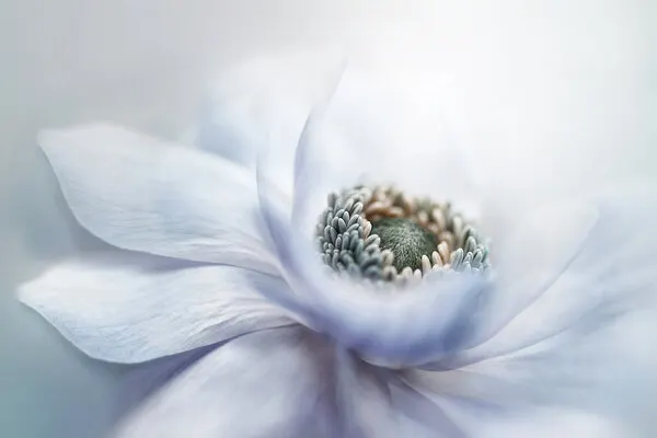 Delicate White Bloom, wall art by Jacky Parker