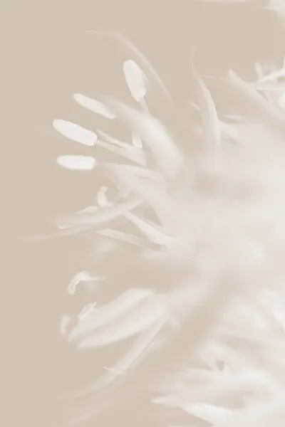 Soft Petal Bloom, wall art by Pictufy Studio III