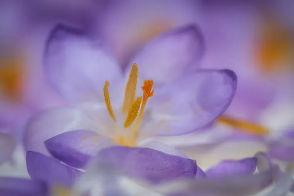 Soft Purple Crocus Bloom, wall art by Piet Haaksma
