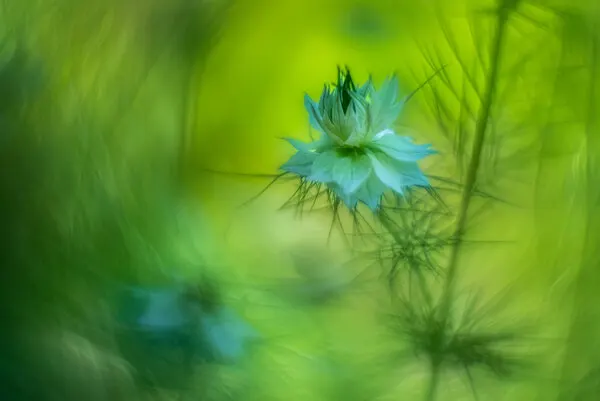 Dreamy Green Flower, wall art by Piet Haaksma