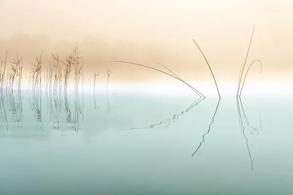 Misty Reeds Reflection, wall art by Ulrike Eisenmann