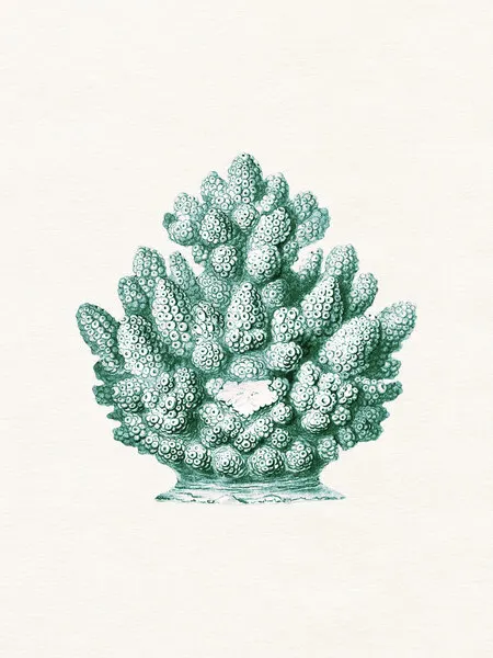 Teal Ocean Coral, wall art by Wild Violets