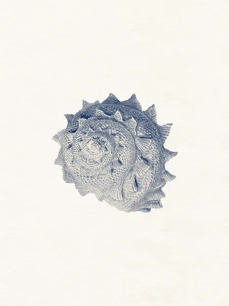 Spiked Shell Study, wall art by Wild Violets