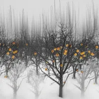 Winter Orchard Glow, wall art by Isam Telhami