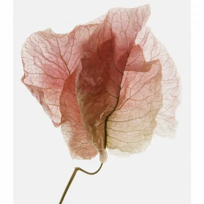 Delicate Petal Veins, wall art by Shot by Clint