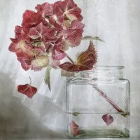 Hydrangea, wall art by Mandy Disher