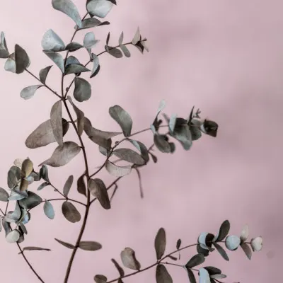 Eucalyptus 12, wall art by Mareike Böhmer