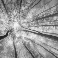 Misty Forest Canopy, wall art by Tom Pavlasek