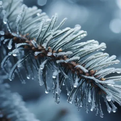 Frost-Kissed Pine, wall art by Treechild