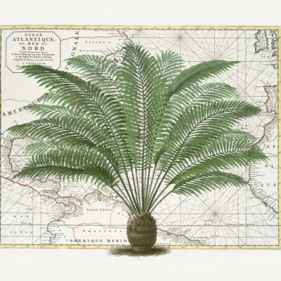 Vintage Palm Atlas, wall art by Andrea Haase