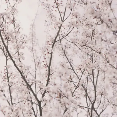 Spring blossoms, wall art by Kathrin Pienaar