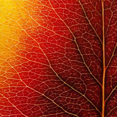 Vibrant Autumn Leaf, wall art by Ivan Lesica