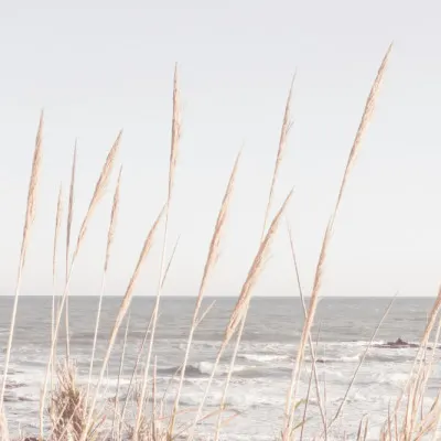 Coastal Grass Ocean View, wall art by Pictufy Studio III