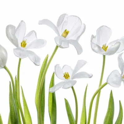 White Tulips, wall art by Mandy Disher