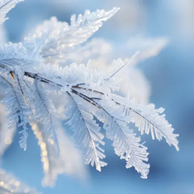 Frosted Elegance, wall art by Treechild