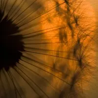 Golden Dandelion Glow, wall art by Ricky Siegers
