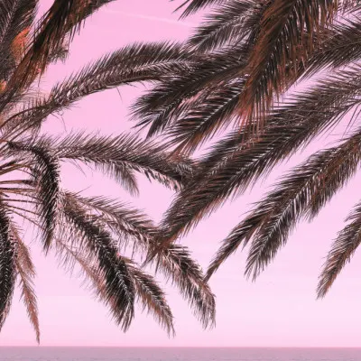 Pink Sky Tropical Palms, wall art by Pictufy Studio III
