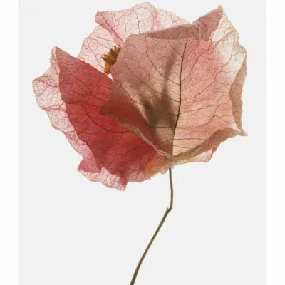 Petal Whisper, wall art by Shot by Clint