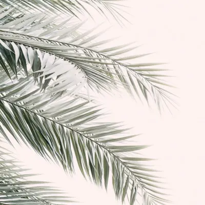 Blush Palm Leaves, wall art by Kathrin Pienaar