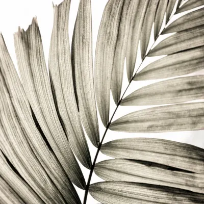 Palm Leaves 22, wall art by Mareike Böhmer