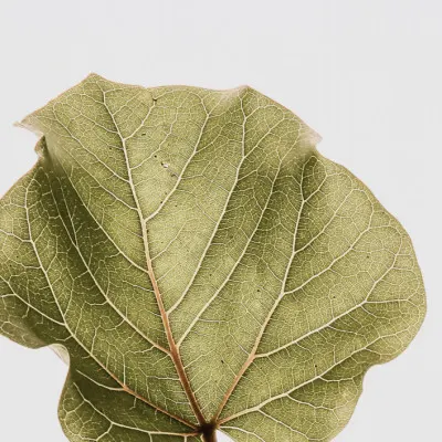 Leaf Vein Symphony, wall art by Shot by Clint