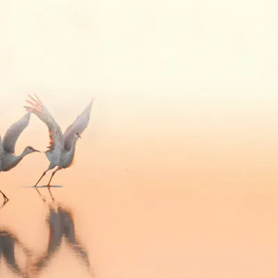 Cranes in Golden Light, wall art by ANNA AN