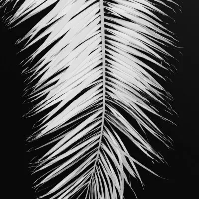 Monochrome Palm Elegance, wall art by Pictufy Studio III