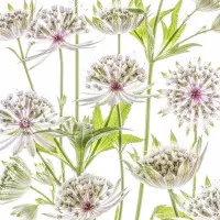 .Astrantia., wall art by Mandy Disher