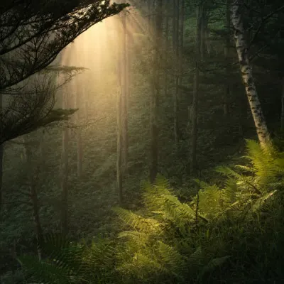 Golden Forest Beams, wall art by Masaki Sugita