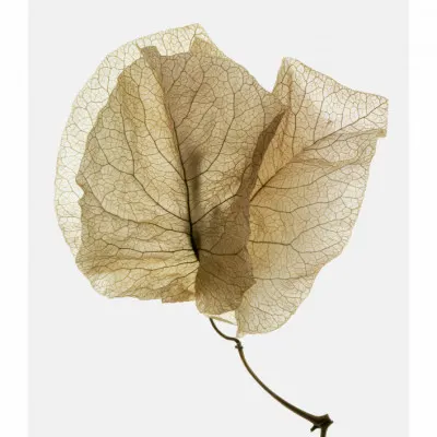 Delicate Leaf Veins, wall art by Shot by Clint