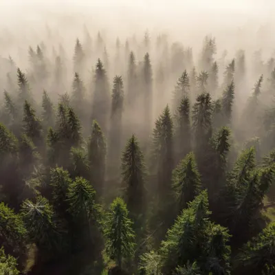 Misty Forest Morning, wall art by Lazar Ioan Ovidiu