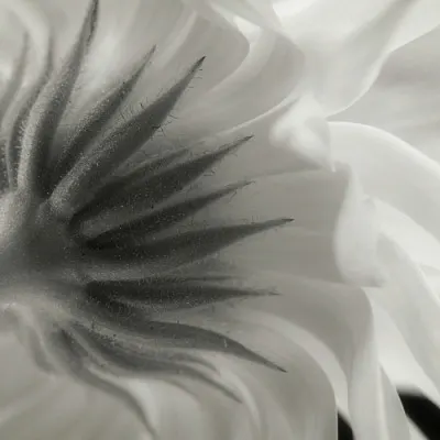 Gentle Petal Underside, wall art by Lotte Grønkjær