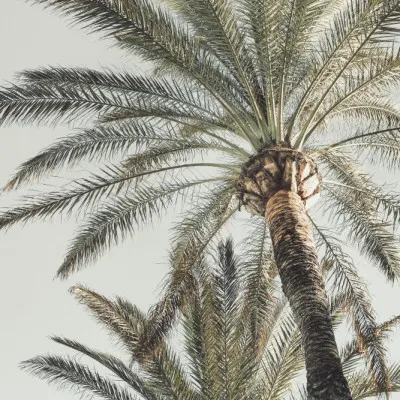 Sky High Palms, wall art by Pictufy Studio III