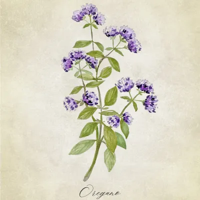 Purple Oregano Botanical, wall art by Rosana Laiz Blursbyai