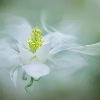 Soft Dreamy Flower, wall art by Jacky Parker