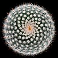 Cactus Spines Geometry, wall art by Victor Mozqueda