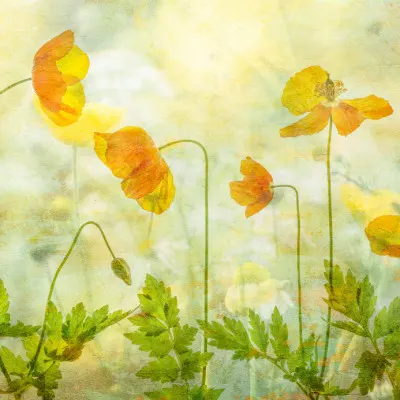Lime & orange, wall art by Hilda van der Lee
