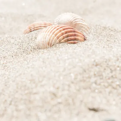 Serene Beach Shells, wall art by Pictufy Studio III