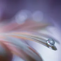 Delicate Petal Droplet, wall art by Rina Barbieri