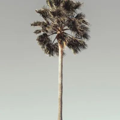Tropical Tree Serenity, wall art by Pictufy Studio III
