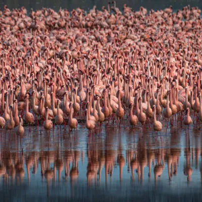 Pink Flamingo Flock, wall art by Isam Telhami