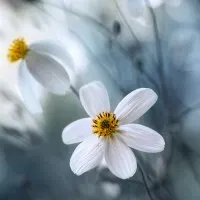 Cosmos, wall art by Mandy Disher