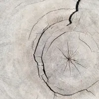 Cracked Tree Rings, wall art by Pictufy Studio III