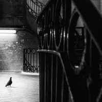 Solitary Subway Bird, wall art by Laura Mexia