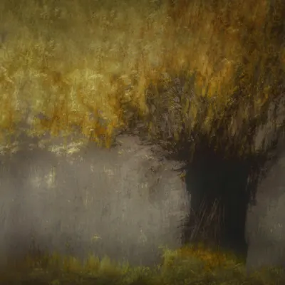 Pollard willow, wall art by Nel Talen