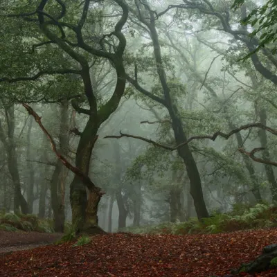 Misty Forest Path, wall art by Hilda van der Lee