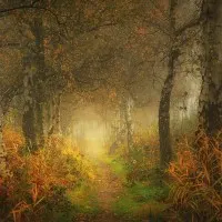 Misty Autumn Forest Path, wall art by Saskia Dingemans