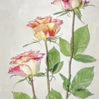 Mandy Disher, wall art by Mandy Disher
