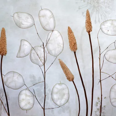 Lunaria, wall art by Mandy Disher
