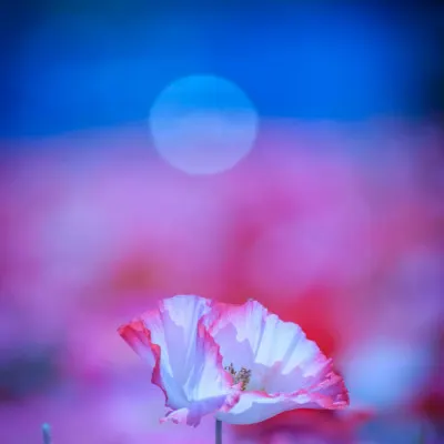 Dreamy Poppy Moon, wall art by Chisho